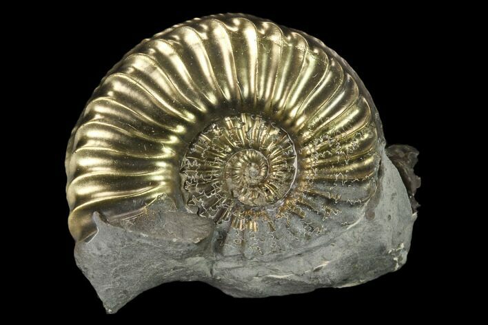 Pyritized (Pleuroceras) Ammonite Fossil - Germany #131097